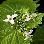 Garlic Mustard.jpg Garlic Mustard.jpg